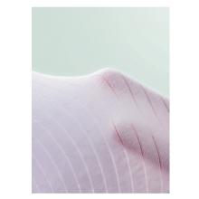 浪莎大碼內(nèi)褲女高腰純棉內(nèi)衣		3xl碼