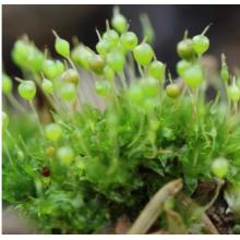 苔蘚diy材料meyao